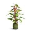 Philodendron Erubescens Red Emerald - Moss Pole