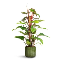 Philodendron Erubescens Red Emerald - Moss Pole
