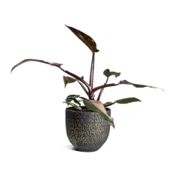 Philodendron Erubescens Pink Princess 23 Philodendron Erubescens Pink Princess -Outlet The Ever Sprout Store Philodendron erubescens pink Princess Houseplant 17x50cm Plant Pot Rinca Shiny Black 21x19cm