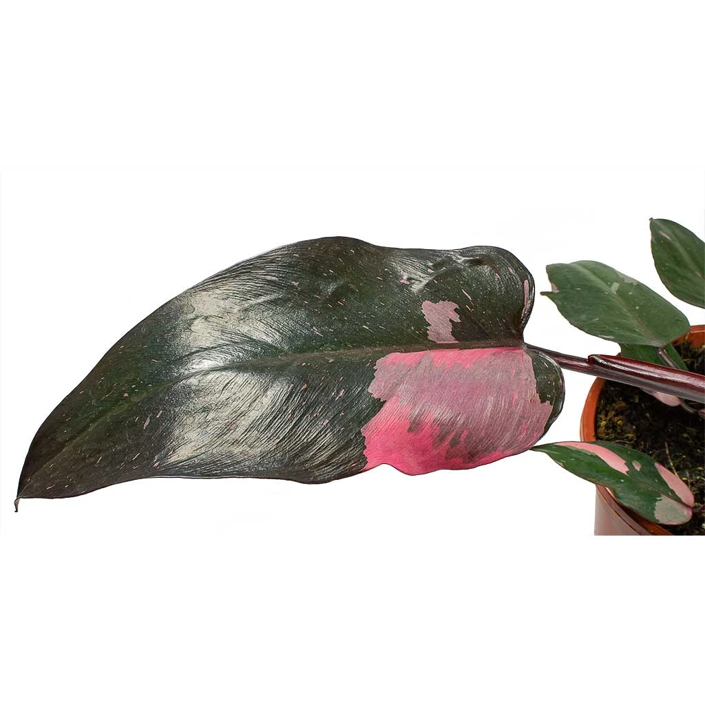 Philodendron Erubescens Pink Princess 7 Philodendron Erubescens Pink Princess - Image 7