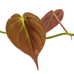 Philodendron Micans - Velvet Leaf Philodendron -Outlet The Ever Sprout Store Philodendron micans DETAIL 3