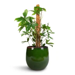 Philodendron Pedatum - Oak Leaf Philodendron - Moss Pole -Outlet The Ever Sprout Store Philodendron pedatum Oak Leaf Philodendron Moss Pole 21x100cm Charlotte Plant Pot Green 29x25cm
