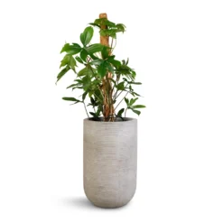 Cody Plant Vase - Ridged Cement -Outlet The Ever Sprout Store Philodendron pedatum Oak Leaf Philodendron Moss Pole 21x100cm Cody Plant Vase Ridged Cement 28x45cm 345985ed f7c5 4d87 96b9 7b23d7893316