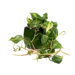 Philodendron Scandens Brasil - Sweetheart Plant -Outlet The Ever Sprout Store Philodendron scandens Brasil Sweetheart Plant 15x40cm Charlotte Plant Pot Green 23x20cm