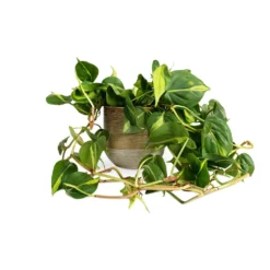 Philodendron Scandens Brasil - Sweetheart Plant -Outlet The Ever Sprout Store Philodendron scandens Brasil Sweetheart Plant 15x40cm Issa Plant Pot Ochre 18x17cm