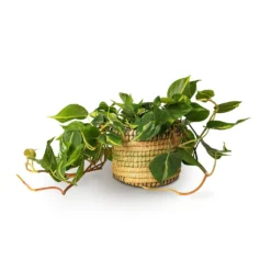Philodendron Scandens Brasil - Sweetheart Plant -Outlet The Ever Sprout Store Philodendron scandens Brasil Sweetheart Plant 15x40cm Jane Plant Baskets Set5 Jungle 3c512b2f 021b 446b be25 b4f07e34175a
