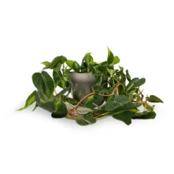 Philodendron Scandens Brasil - Sweetheart Plant -Outlet The Ever Sprout Store Philodendron scandens Brasil Sweetheart Plant 15x40cm Tarra Plant Pot Forest 19x16cm