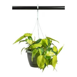 Philodendron Scandens Brasil - Sweetheart Plant -Outlet The Ever Sprout Store Philodendron scandens Brasil Sweetheart Plant 17cm