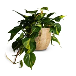 Philodendron Scandens Brasil - Sweetheart Plant -Outlet The Ever Sprout Store Philodendron scandens Brasil Sweetheart Plant 17x30cm Emmy Plant Pot Camel 22x20cm 110b25b9 292b 4fc9 bf78 9bf71d2135ee