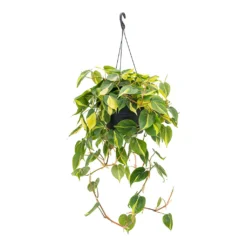 Philodendron Scandens Brasil - Sweetheart Plant -Outlet The Ever Sprout Store Philodendron scandens Brasil Sweetheart Plant 28cm