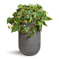 Philodendron Scandens Brasil - Sweetheart Plant -Outlet The Ever Sprout Store Philodendron scandens Brasil Sweetheart Plant 28x50cm Cody Plant Vase Ridged Dark Grey 35x55cm c342e66f b220 4bf0 837e 443b40b649fc