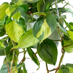Philodendron Scandens Brasil - Sweetheart Plant -Outlet The Ever Sprout Store Philodendron scandens Brasil Sweetheart Plant Leaves