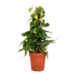 Philodendron Scandens Brasil - Sweetheart Plant - Moss Pole 12 Philodendron Scandens Brasil - Sweetheart Plant - Moss Pole -Outlet The Ever Sprout Store Philodendron scandens Brasil Sweetheart Plant Moss Pole 15cm