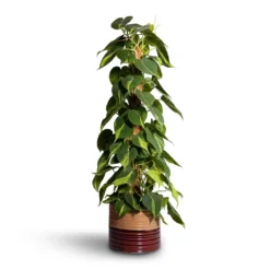 Philodendron Scandens Brasil - Sweetheart Plant - Moss Pole