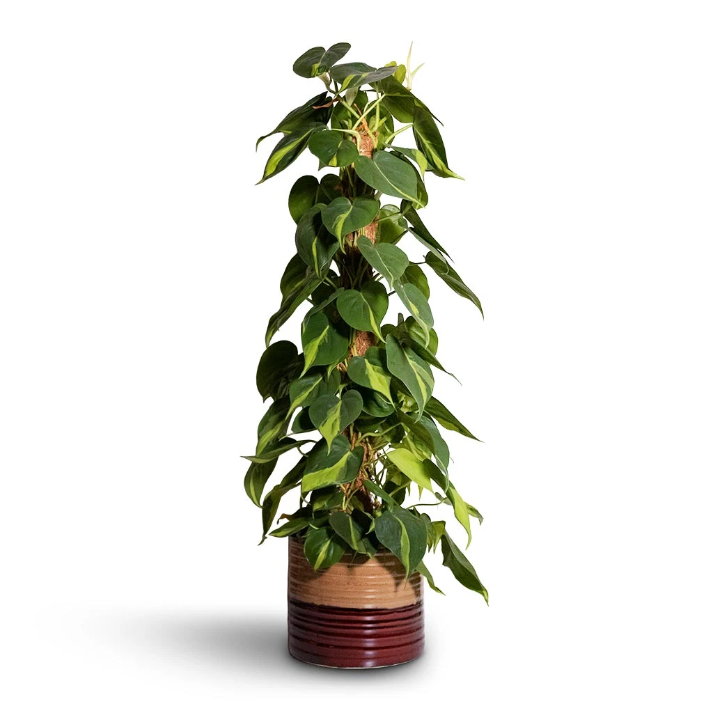 Philodendron Scandens Brasil - Sweetheart Plant - Moss Pole 1 Philodendron Scandens Brasil - Sweetheart Plant - Moss Pole