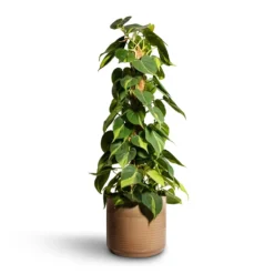 Philodendron Scandens Brasil - Sweetheart Plant - Moss Pole 16 Philodendron Scandens Brasil - Sweetheart Plant - Moss Pole -Outlet The Ever Sprout Store Philodendron scandens Brasil Sweetheart Plant Moss Pole 17x80cm Jordy Plant Pot Pebble 23x21cm 2