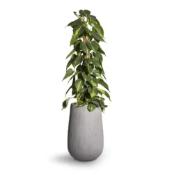 Philodendron Scandens Brasil - Sweetheart Plant - Moss Pole 15 Philodendron Scandens Brasil - Sweetheart Plant - Moss Pole -Outlet The Ever Sprout Store Philodendron scandens Brasil Sweetheart Plant Moss Pole 17x80cm Patt High Plant Vase Ridged Cement 29x43cm 2