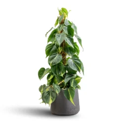 Philodendron Scandens Brasil - Sweetheart Plant - Moss Pole 14 Philodendron Scandens Brasil - Sweetheart Plant - Moss Pole -Outlet The Ever Sprout Store Philodendron scandens Brasil Sweetheart Plant Moss Pole 17x80cm Patt Plant Pot Black Washed 23x20cm