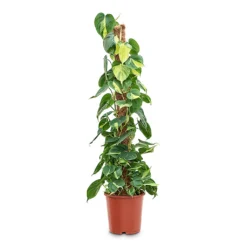 Philodendron Scandens Brasil - Sweetheart Plant - Moss Pole 13 Philodendron Scandens Brasil - Sweetheart Plant - Moss Pole -Outlet The Ever Sprout Store Philodendron scandens Brasil Sweetheart Plant Moss Pole 24cm