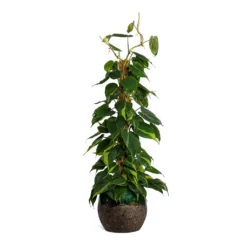 Philodendron Scandens Brasil - Sweetheart Plant - Moss Pole 18 Philodendron Scandens Brasil - Sweetheart Plant - Moss Pole -Outlet The Ever Sprout Store Philodendron scandens Brasil Sweetheart Plant Moss Pole Lindy Plant Pot Black Green