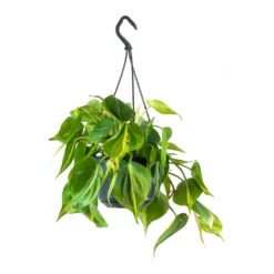Philodendron Scandens Brasil - Sweetheart Plant -Outlet The Ever Sprout Store Philodendron scandens Brasil Sweetheart Plant Small