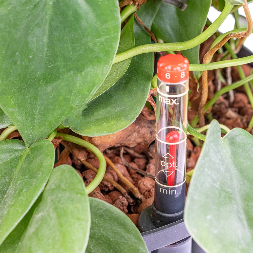 Philodendron Scandens - Column - HydroCare 2 Philodendron Scandens - Column - HydroCare - Image 2