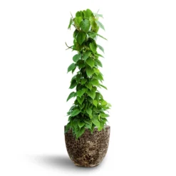 Philodendron Scandens - Column - HydroCare 18 Philodendron Scandens - Column - HydroCare -Outlet The Ever Sprout Store Philodendron scandens Column Hydroculture Lava Couple Relic Planter Black