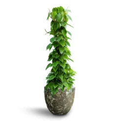Philodendron Scandens - Column - HydroCare 16 Philodendron Scandens - Column - HydroCare -Outlet The Ever Sprout Store Philodendron scandens Column Hydroculture Lava Couple Relic Planter Jade