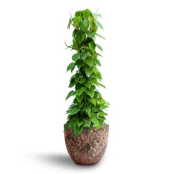 Philodendron Scandens - Column - HydroCare 17 Philodendron Scandens - Column - HydroCare -Outlet The Ever Sprout Store Philodendron scandens Column Hydroculture Lava Couple Relic Planter Pink