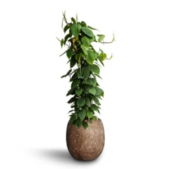 Philodendron Scandens - Column - HydroCare 14 Philodendron Scandens - Column - HydroCare -Outlet The Ever Sprout Store Philodendron scandens Column Hydroculture Polystone Coated Plain Balloon Planter Rock