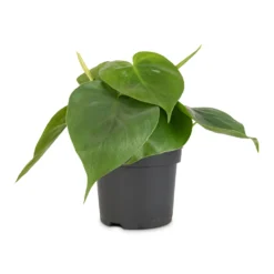 Philodendron Scandens - Sweetheart Plant 32 Philodendron Scandens - Sweetheart Plant -Outlet The Ever Sprout Store Philodendron scandens Sweetheart Plant 12x20cm 1