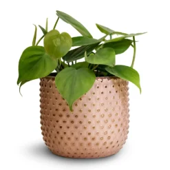 Philodendron Scandens - Sweetheart Plant 31 Philodendron Scandens - Sweetheart Plant -Outlet The Ever Sprout Store Philodendron scandens Sweetheart Plant 12x20cm Bolino Plant Pot Pale Rose 14x13cm 3