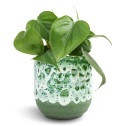 Philodendron Scandens - Sweetheart Plant 20 Philodendron Scandens - Sweetheart Plant -Outlet The Ever Sprout Store Philodendron scandens Sweetheart Plant 12x20cm Ocean Glaze Plant Pot Emerald 13x13cm
