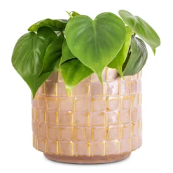 Philodendron Scandens - Sweetheart Plant 22 Philodendron Scandens - Sweetheart Plant -Outlet The Ever Sprout Store Philodendron scandens Sweetheart Plant 12x20cm Stian Plant Pot Soft Nougat 16x15cm
