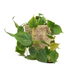Philodendron Scandens - Sweetheart Plant 29 Philodendron Scandens - Sweetheart Plant -Outlet The Ever Sprout Store Philodendron scandens Sweetheart Plant 15x30cm Cody Plant Pot Straw Grass 22x20cm b76481fa fd97 43c1 8ae9 c16bbbe9ce01