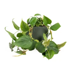 Philodendron Scandens - Sweetheart Plant 30 Philodendron Scandens - Sweetheart Plant -Outlet The Ever Sprout Store Philodendron scandens Sweetheart Plant 15x30cm Coral Refined Planter Pine Green 18x15cm