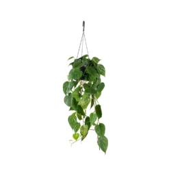 Philodendron Scandens - Sweetheart Plant 23 Philodendron Scandens - Sweetheart Plant -Outlet The Ever Sprout Store Philodendron scandens Sweetheart Plant 17x30cm