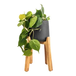 Philodendron Scandens - Sweetheart Plant 28 Philodendron Scandens - Sweetheart Plant -Outlet The Ever Sprout Store Philodendron scandens Sweetheart Plant 17x30cm Patt Plant Pot Tall Stand Black Washed 30x43cm 4a2880d2 3507 4669 8b46 44d1d866ea87
