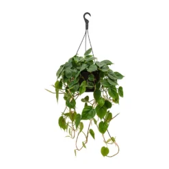 Philodendron Scandens - Sweetheart Plant 25 Philodendron Scandens - Sweetheart Plant -Outlet The Ever Sprout Store Philodendron scandens Sweetheart Plant 28x50cm