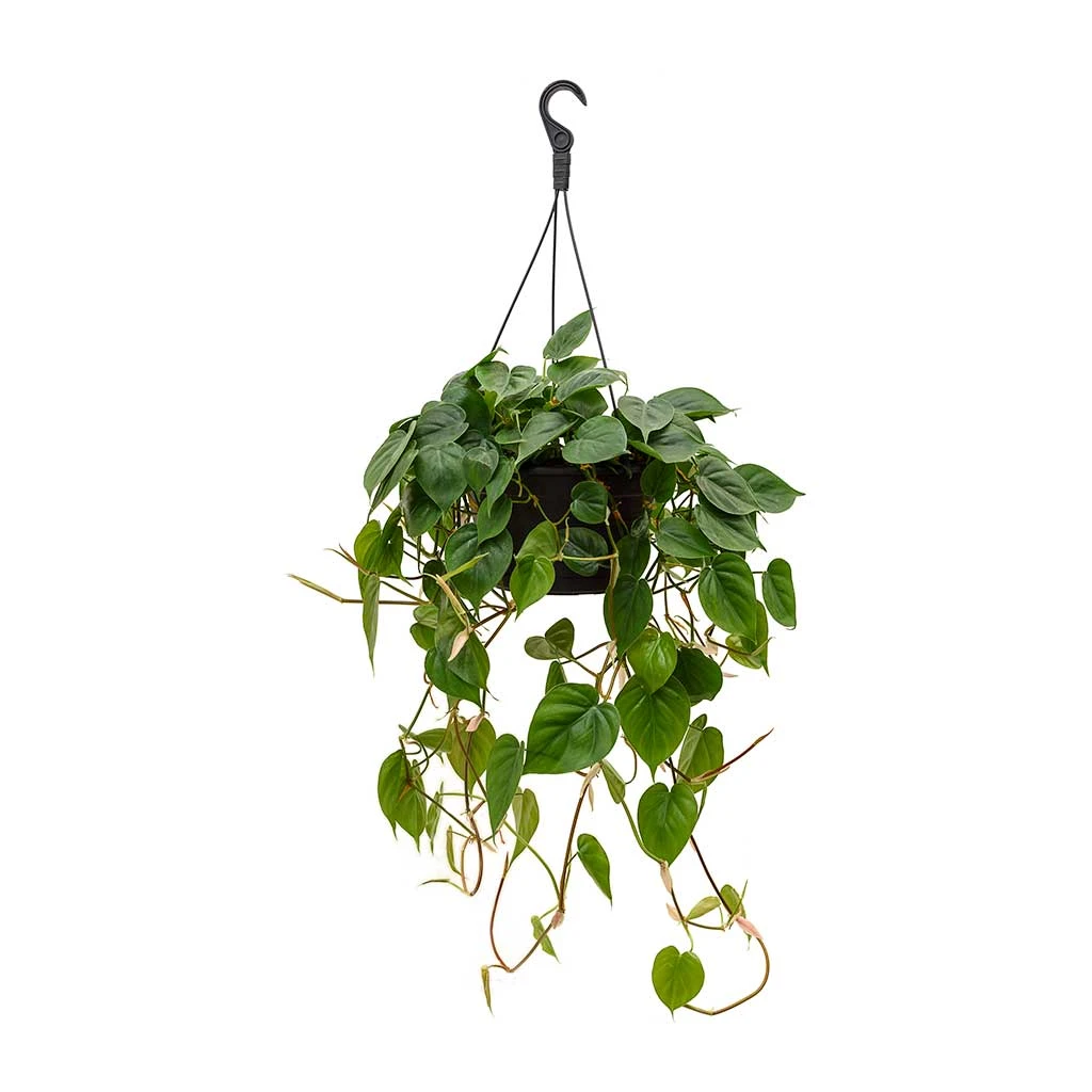Philodendron Scandens - Sweetheart Plant 9 Philodendron Scandens - Sweetheart Plant - Image 9