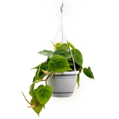 Philodendron Scandens - Sweetheart Plant 21 Philodendron Scandens - Sweetheart Plant -Outlet The Ever Sprout Store Philodendron scandens Sweetheart Plant 40cm