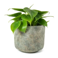 Philodendron Scandens - Sweetheart Plant 24 Philodendron Scandens - Sweetheart Plant -Outlet The Ever Sprout Store Philodendron scandens Sweetheart Plant Saar Plant Pot Earth Cement