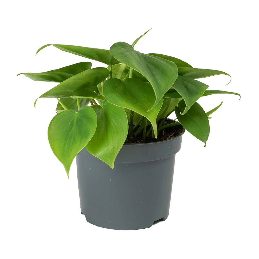 Philodendron Scandens - Sweetheart Plant 3 Philodendron Scandens - Sweetheart Plant - Image 3
