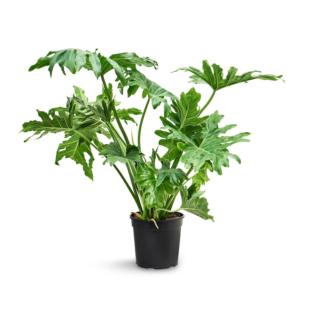 Philodendron Selloum - Tree Philodendron 2 Philodendron Selloum - Tree Philodendron - Image 2