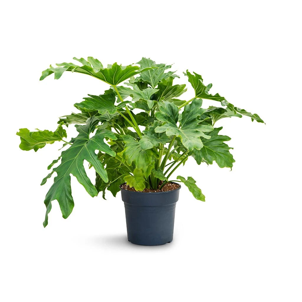 Philodendron Selloum - Tree Philodendron 1 Philodendron Selloum - Tree Philodendron