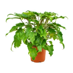 Philodendron Winterbourn - Xanadu Philodendron -Outlet The Ever Sprout Store Philodendron xanadu 19x55cm