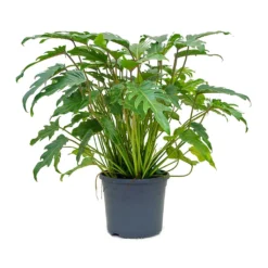 Philodendron Winterbourn - Xanadu Philodendron -Outlet The Ever Sprout Store Philodendron xanadu 31x80cm