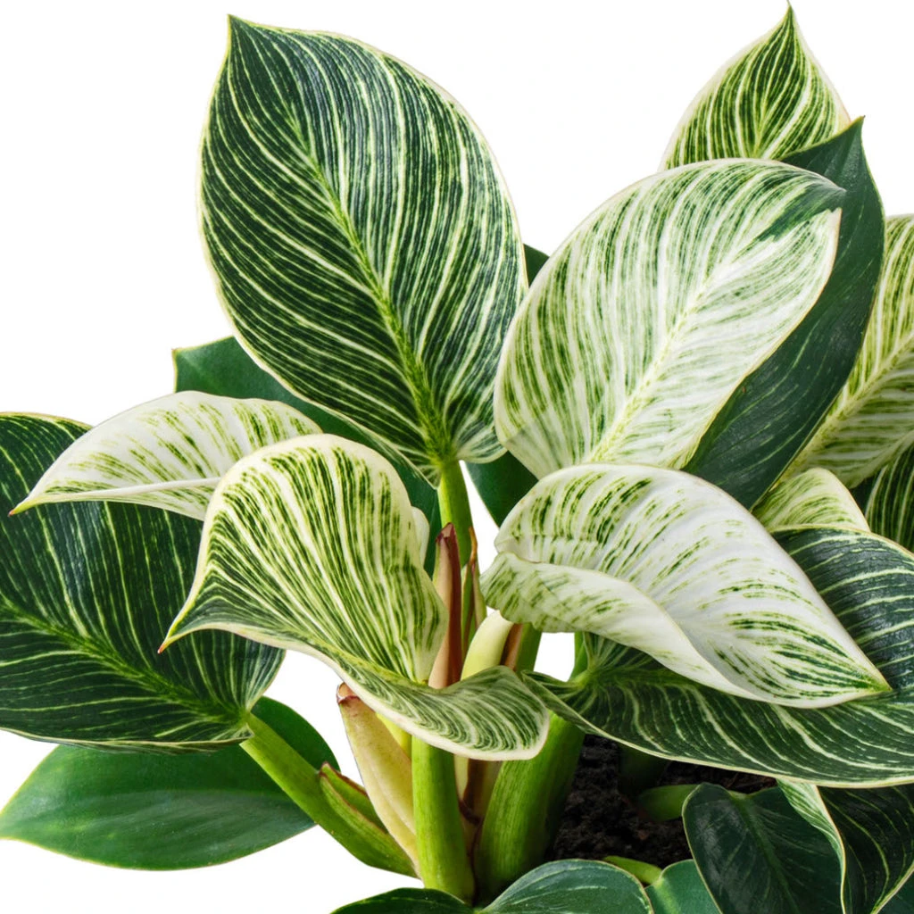 Philodendron Birkin - White Wave 7 Philodendron Birkin - White Wave - Image 7