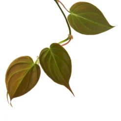 Philodendron Micans - Velvet Leaf Philodendron -Outlet The Ever Sprout Store Philodendron Micans 1
