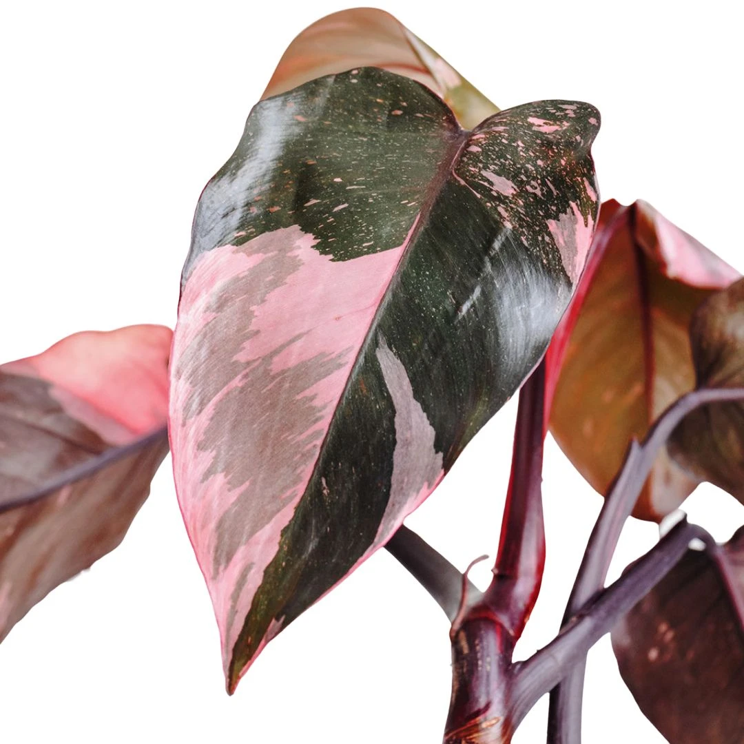 Philodendron Erubescens Pink Princess 2 Philodendron Erubescens Pink Princess - Image 2